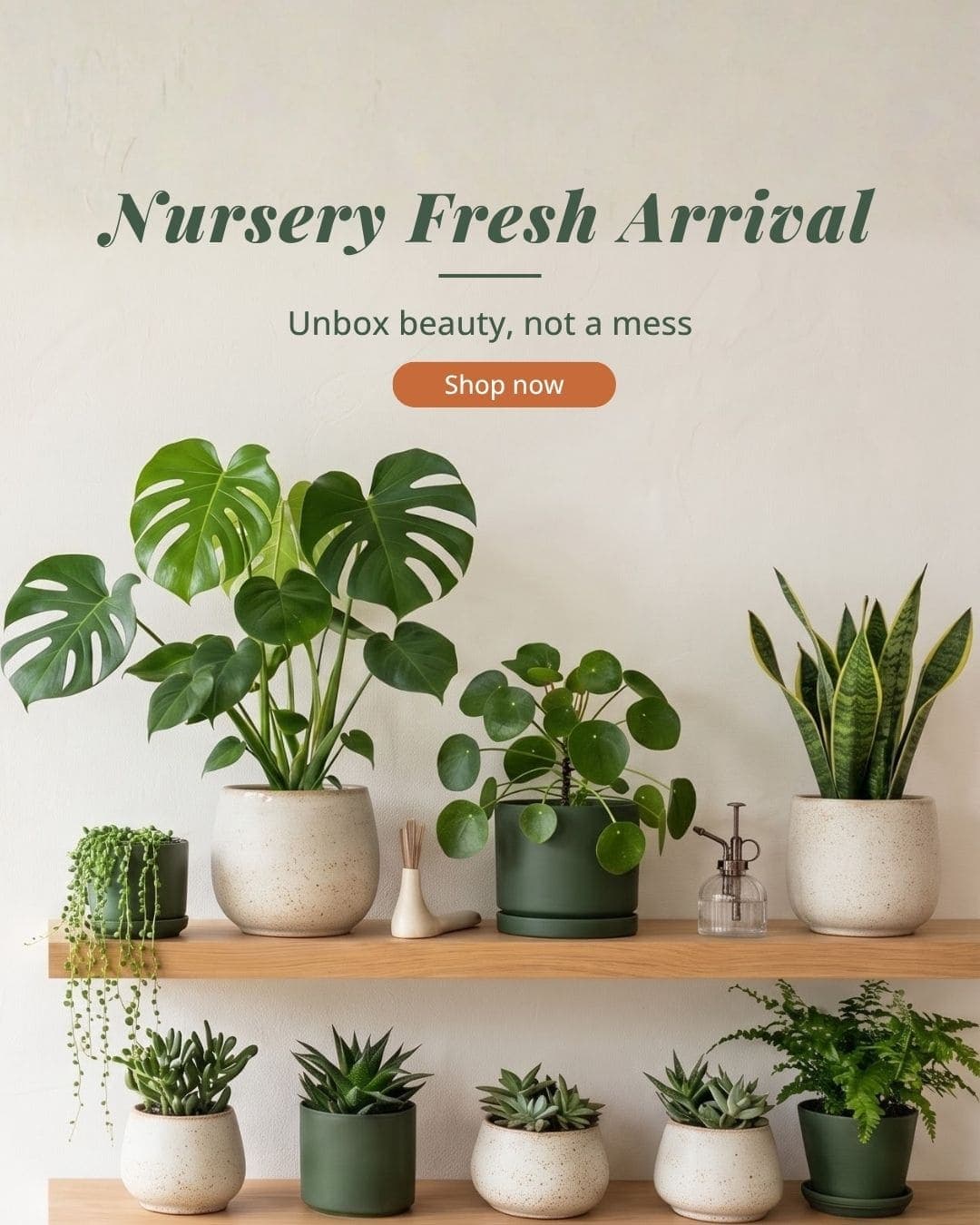 Paudhey — your home for lush greenery and expert plant care