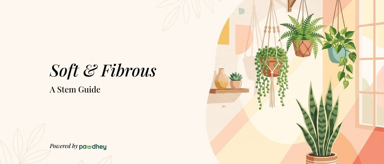 Which Plants Have a Soft, Fibrous Stem? A Complete Guide (With Examples)
